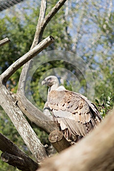 Brown eagle portrait