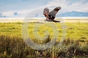 Eagle hunting in the crater of Ngorongoro. Africa. Tanzania