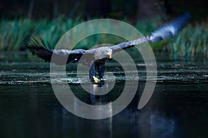 Eagle hunting. Eagle in fly above the dark lake. White-tailed Eagle, Haliaeetus albicilla, flight above water river, bird of prey