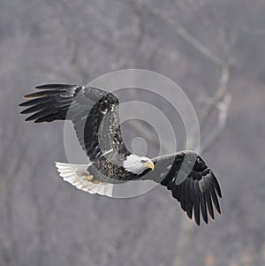 Eagle Hunting over a River