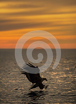 Eagle Hunting at Sunset