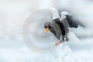 Eagle on ice. Winter Japan with snow. Wildlife action behaviour scene from nature. Widlife Japan. Steller`s sea eagle, Haliaeetu