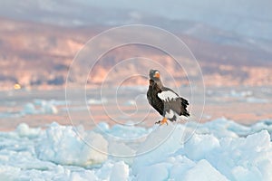Eagle on ice. Winter Japan with snow. Wildlife action behaviour scene from nature. Wildlife Japan. Steller`s sea eagle, Haliaeet