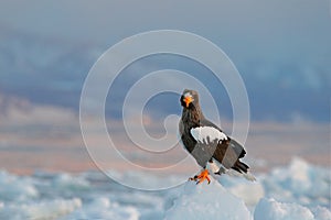 Eagle on ice. Winter Japan with snow. Wildlife action behaviour scene from nature. Wildlife Japan. Steller`s sea eagle, Haliaeet photo