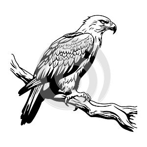 eagle icon illustration isolated vector sign symbol