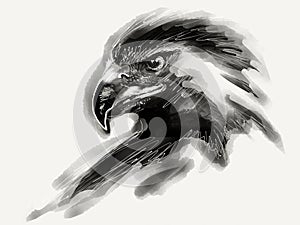 Eagle portrait