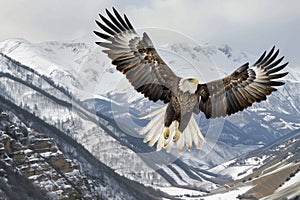 eagle with impressive wingspan above snowy mountain valley