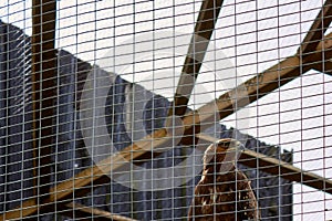 Eagle imprisoned behind bars