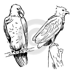 Eagle ink drawings. Bird vector simple illustration. Monochrome minimal artwork with sketchy style. Nature theme.