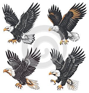 Eagle isolated element. Flying bald eagles vector illustration, predator bird attack image