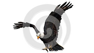 Eagle - isolated on white background