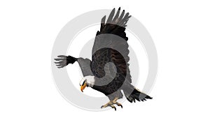 Eagle - isolated on white background