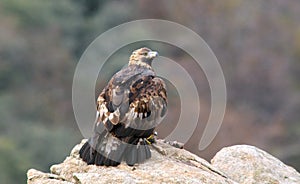 eagle with its prey observed from the rock
