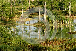 Eagle Lake Everglades Habitat --Naples, FL