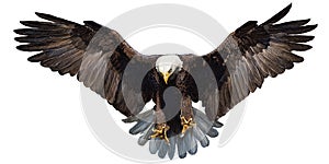 Eagle landing hand draw on white background vector.
