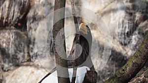 An eagle with large yellow beaks sits on a tree