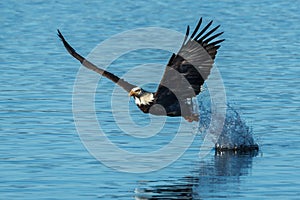 Eagle leaves splash after fish grab.