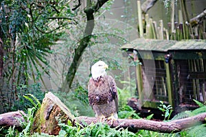 Eagle is looking for food