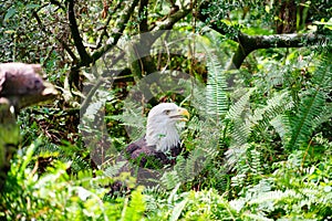 Eagle is looking for food