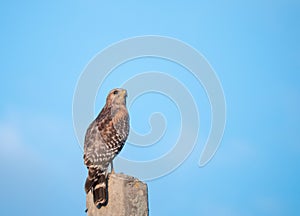 Eagle is looking for food