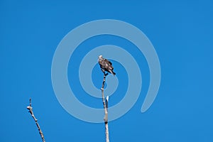 Eagle is looking for food