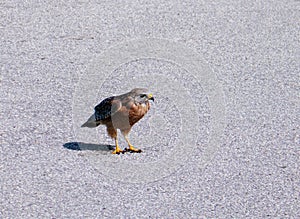 Eagle is looking for food