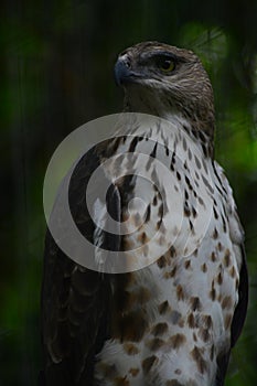 An eagle looking at its prey in a tree with a blur background