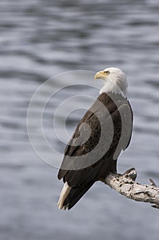 Eagle Looking Left