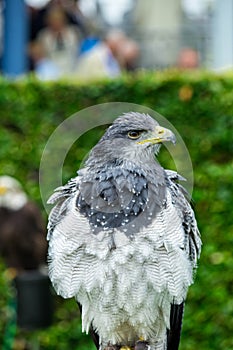 The eagle looks at the spectators from different angles
