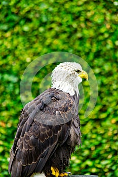 The eagle looks at the spectators from different angles