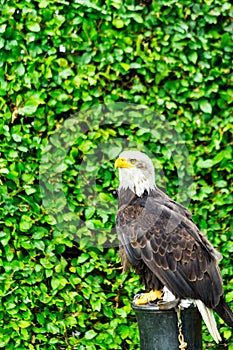 The eagle looks at the spectators from different angles