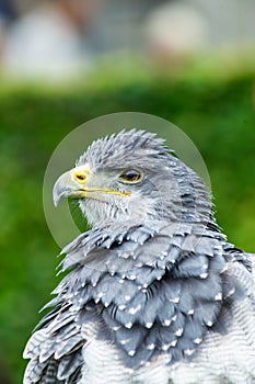 The eagle looks at the spectators from different angles