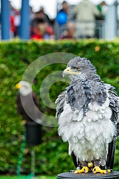 The eagle looks at the spectators from different angles.