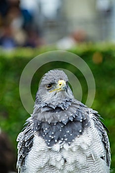 The eagle looks at the spectators from different angles.