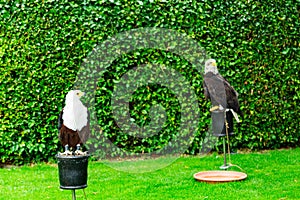 The eagle looks at the spectators from different angles