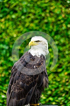 The eagle looks at the spectators from different angles