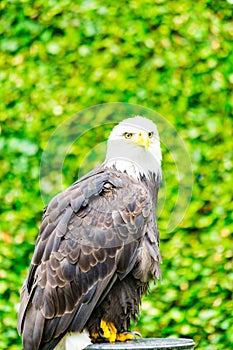 The eagle looks at the spectators from different angles.