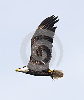 Eagle in mid-flight with its wings spread wide