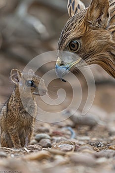 An eagle and a mouse meet on a rocky ground, their contrasting sizes creating a captivating scene of predator and prey