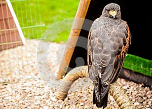 Eagle in Muiderslot castle.