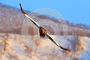 Eagle with nature mountain habitat. Winter scene with snow and eagle. Flying rare eagle. Steller`s sea eagle, Haliaeetus pelagicu