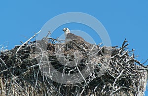 Eagle in the nest at Isla de los Pajaros photo