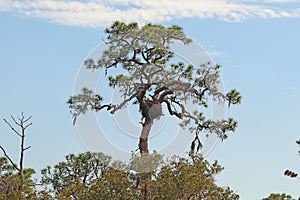 Eagle nest at Oscar Scherer State Park, Florida