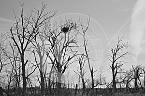 Eagle nesting in the tree silhouetted against the sky