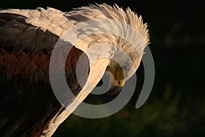 Eagle photo