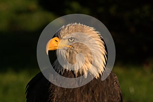 Eagle photo