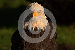 Eagle photo