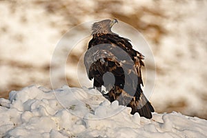 Eagle observes its territory with a prey between the claws