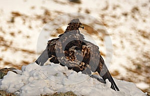 Eagle observes its territory with a prey