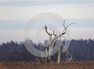 Eagle in old tree